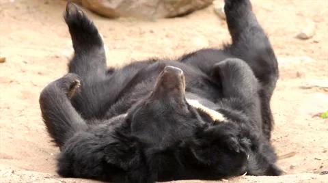 A Himalayan black bear lying in sand hollow and enjoying his rest. Stock Footage 44069714