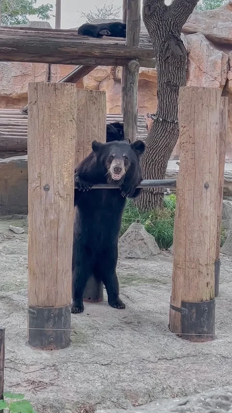 Himalayan black bear stands on its hind legs, leaning on a crossbar, and looks Stock Footage 308306029