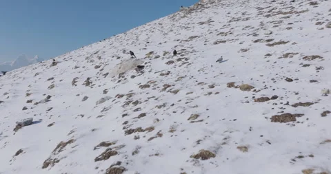 Himalayan Black Crows Flying Everest Base Camp Drone View of Snowy Lobuche Video stock 316879879