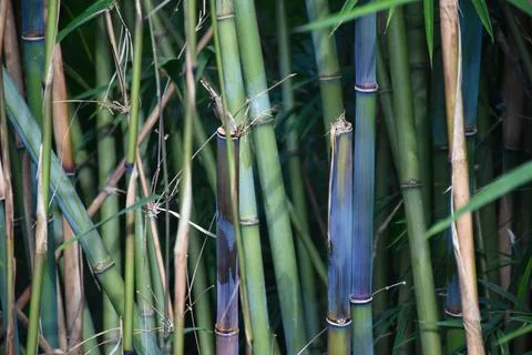 Himalayan Blue Bamboo Stock Photos