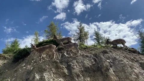 Himalayan Blue Sheep Climbing Rocky Slope in Tibet Stock Footage 313841995