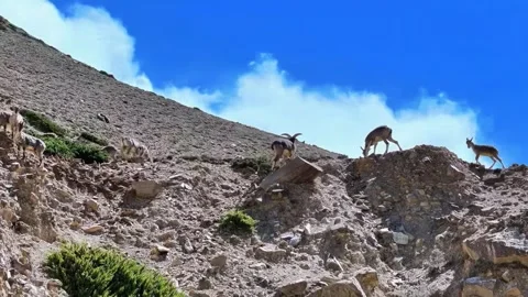 Himalayan Blue Sheep Herd on a Steep Rocky Mountain Slope Tibet China Stock Footage 346737510