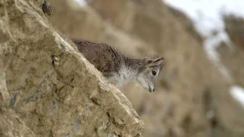 Himalayan Blue Sheep Looking Down from Steep Rocky Cliff Telephoto Lens Shot Stock Footage 338261448