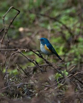 Himalayan Bluetail perched in a thicket Stock Photos