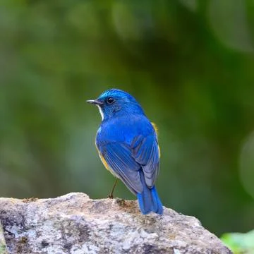 Himalayan bluetail Stock Photos