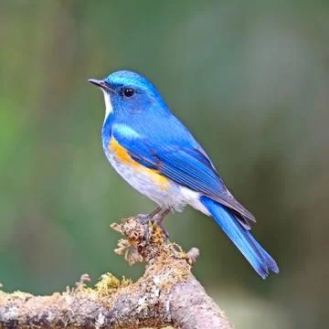 Himalayan bluetail Stock Photos