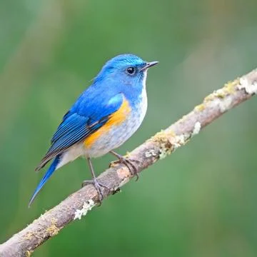 Himalayan bluetail Foto stock