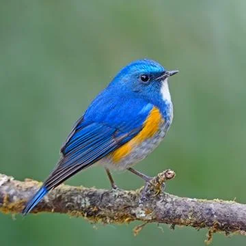 Himalayan bluetail Foto stock