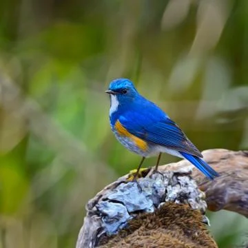 Himalayan bluetail Stock Photos