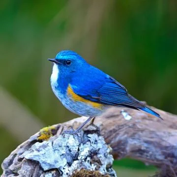 Himalayan bluetail Stock Photos