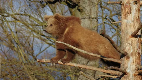 Himalayan brown bear (Ursus arctos isabellinus) Stock Footage 264865754