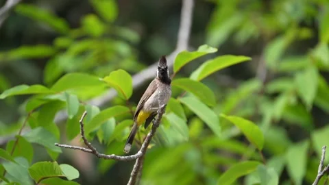 Himalayan Bulbul Bird Perched on Branch in Green Forest Stock Footage 336418319