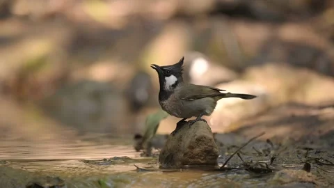 Himalayan bulbul drinking water in forest  Video stock 149111789