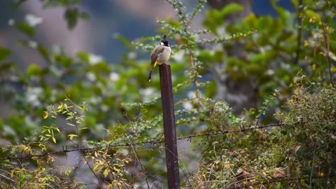 Himalayan Bulbul Perched On Rusty Barbed Wire Fence In Uttarakhand Stock Footage 340250593