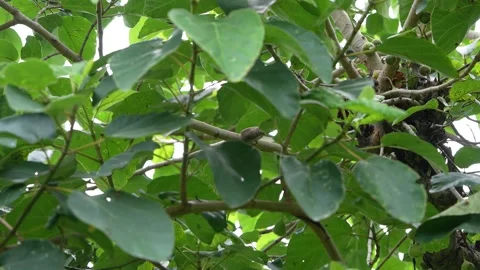 Himalayan Bulbul Perched on a Tree Branch in Natural Habitat Stock Footage 312248914