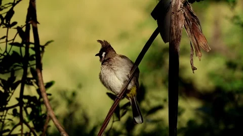 Himalayan bulbul perching on wire in summer morning 스톡 동영상 346641583