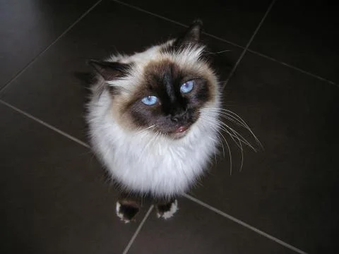 Himalayan Cat Fotos Stock