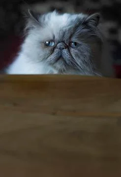 Himalayan cat Stock Photos