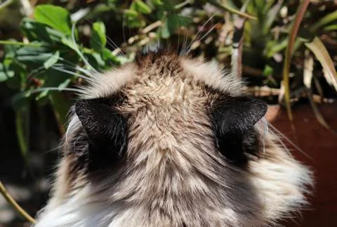 Himalayan cat Fotos de archivo
