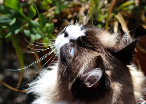 Himalayan cat Fotos de archivo