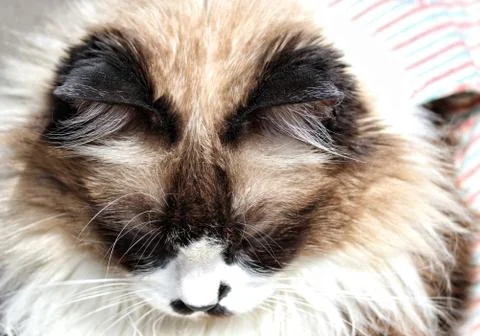 Himalayan cat Stock Photos