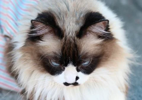 Himalayan cat Stock Photos