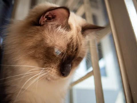 Himalayan cat. Stock Photos