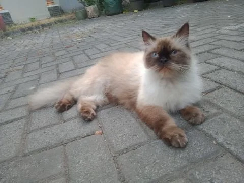 Himalayan cat Foto stock