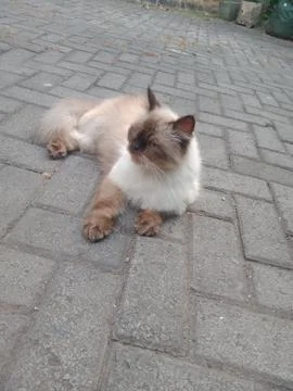 Himalayan cat Stock Photos