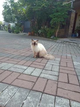 Himalayan Cat Stock Photos