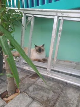 Himalayan cat Stock Photos