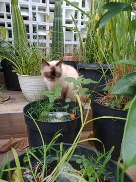 Himalayan cat Stock Photos