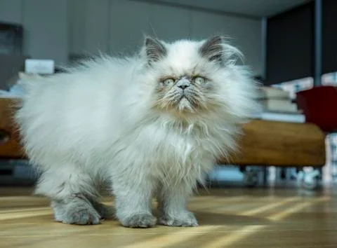 Himalayan cat playing Stock Photos