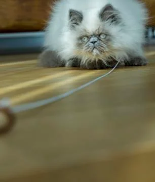 Himalayan cat playing Stock Photos