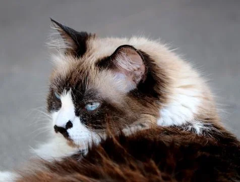 Himalayan cat relaxing in the backyard Stock Photos