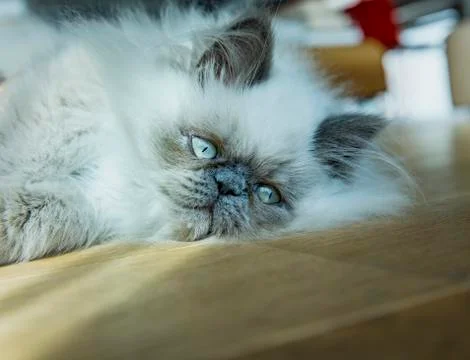 Himalayan cat resting Stock Photos