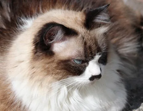 Himalayan cat sunbathing Stock Photos