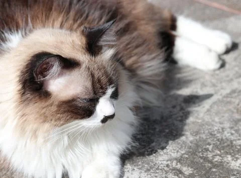 Himalayan cat sunbathing Fotos de archivo