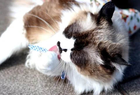 Himalayan cat sunbathing Stock Photos