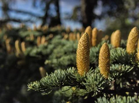 Himalayan cedar in full bloom with Deodar flowers Stock Photos