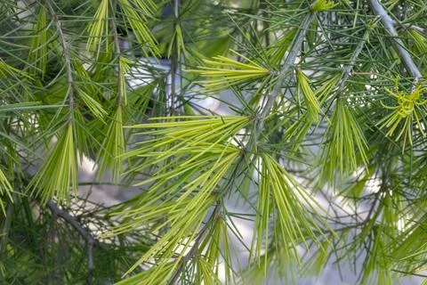 Himalayan Cedar Needles Fotos de archivo