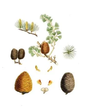Himalayan cedar, Pinus deodara, Indian cedar, tree, digitally enhanced Stock Illustration