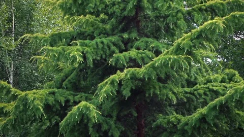 Himalayan cedar swaying in the wind (graded) Stock Footage 115581662