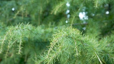 Himalayan Cedar Tree Branches Near Tungnath Temple, Chopta Stock Footage 342487572