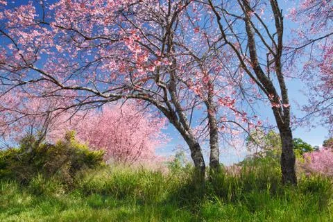 Himalayan cherry blossom Stock Photos