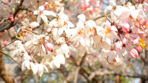 Himalayan cherry forest (Prunus cerasoides) blossomed with bluesky in Thailand. Stock Footage 126809586