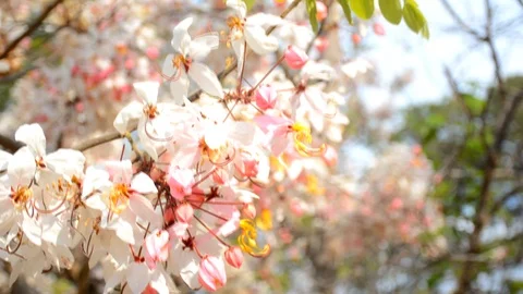 Himalayan cherry forest (Prunus cerasoides) blossomed with bluesky in Thailand. Stock Footage 126809599