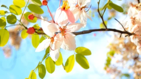 Himalayan cherry forest (Prunus cerasoides) blossomed with bluesky in Thailand. Stock Footage 126809600