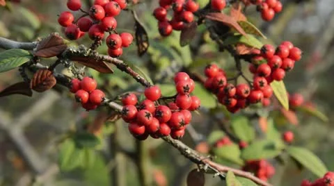 Himalayan cotoneaster (Cotoneaster salicifolius) Stock Footage 18008362