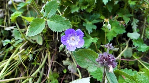 Himalayan crane's-bill (Geranium himalayense) Flowers blooming in the foothil Stock-Footage 222471944